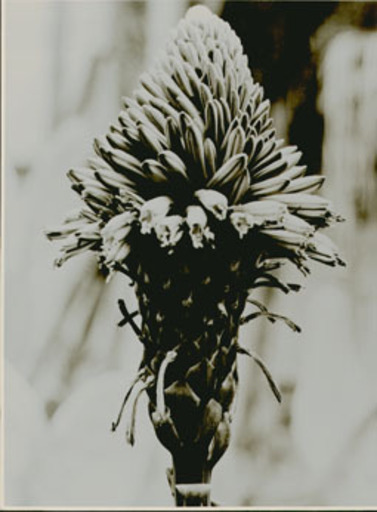 Albert RENGER-PATZSCH - Photography - Liliaceae, Aloe arborescens