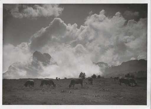 Hans Jakob SCHÖNWETTER - Fotografia - Braunwald - Kühe auf der Weide, Gewitterstimmung
