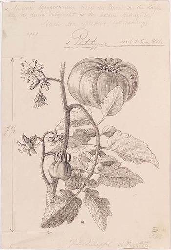 Otto SOLTAU - Dibujo Acuarela - Two Botanical Studies", Ink Drawings, ca 1910 