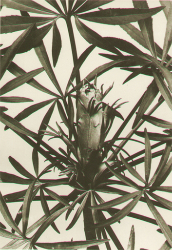 Albert RENGER-PATZSCH - Fotografia - Meleborus foetidus