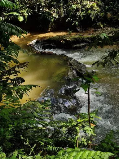 Jess HON - Fotografie - Beautiful Stream at the Edge of the Jungle