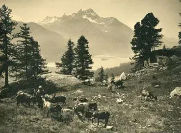 Emil MEERKÄMPER - Fotografia - Herd