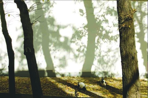 Abbas KIAROSTAMI - Photography - Trees and Crows 54
