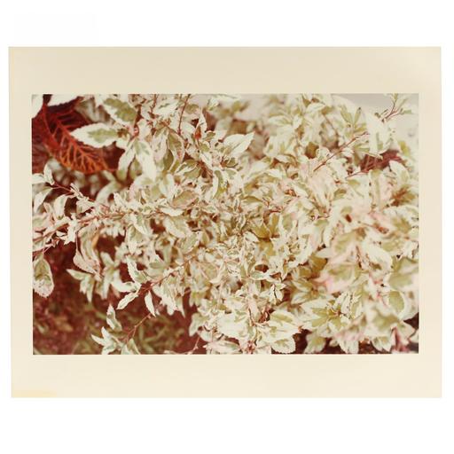 William EGGLESTON - 照片 - Untitled from Jamaica Botanical Series