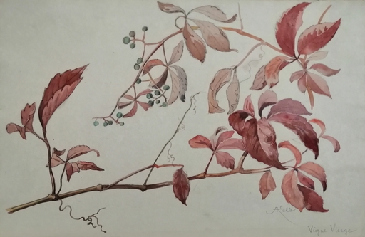 Alfred KELLER - Dibujo Acuarela - Vigne vierge - Botanique