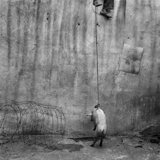Roger BALLEN - 照片 - The hanging pig