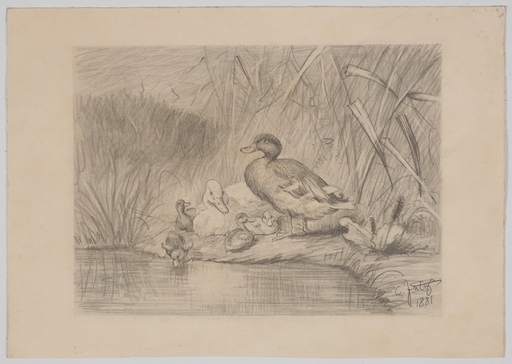 Carl I JUTZ - Dessin-Aquarelle - "Duck Family", 1881, Drawing