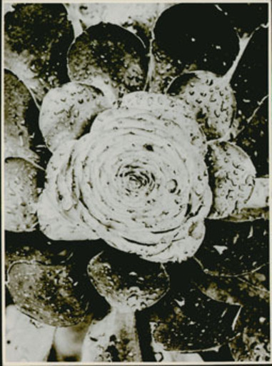 Albert RENGER-PATZSCH - Fotografia - Crassulaceae, Aeonium