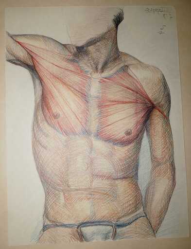 Angeles BENIMELLI - 水彩作品 - Academic anatomical drawing artist male 3 N5
