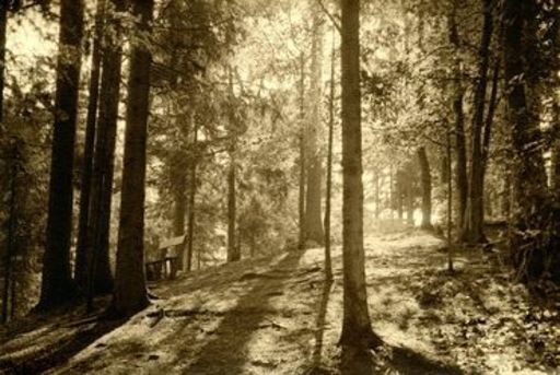 Emanuel GYGER - Photography - Wald. Forest.