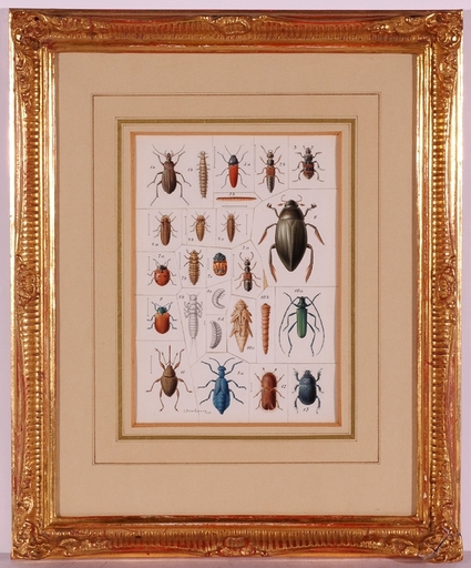 Josef FLEISCHMANN - Drawing-Watercolor - "Insects", ca.1900