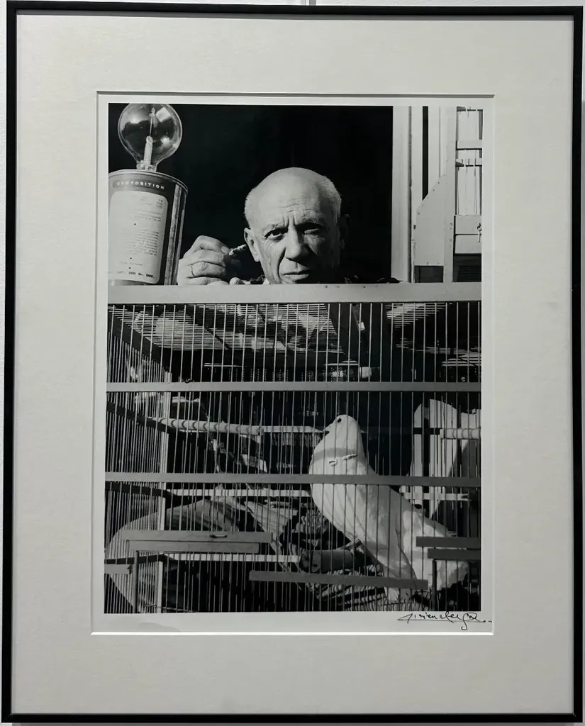 Pablo Picasso à la colombe by | Lucien CLERGUE | buy art