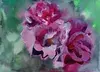 Galina VINDALOVSKAIA - Dessin-Aquarelle - Rich Petals Rose Bordo