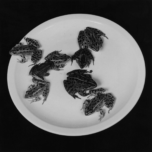 Robert MAPPLETHORPE - Fotografia - Frogs