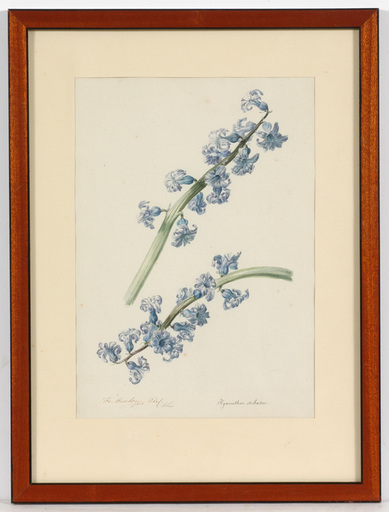Franz Xaver GRUBER - 水彩作品 - Franz Xaver Gruber (1801-1862) "Hyacinthus Stellatus"