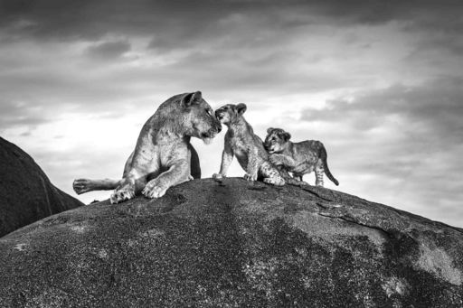 Michel GHATAN - Photography - Lioness and Cubs on Kopje